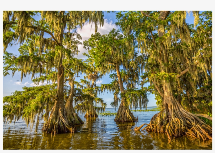 Poster: Goodman's Lake Istapoga 2, 61x41cm., transparent png #2872620