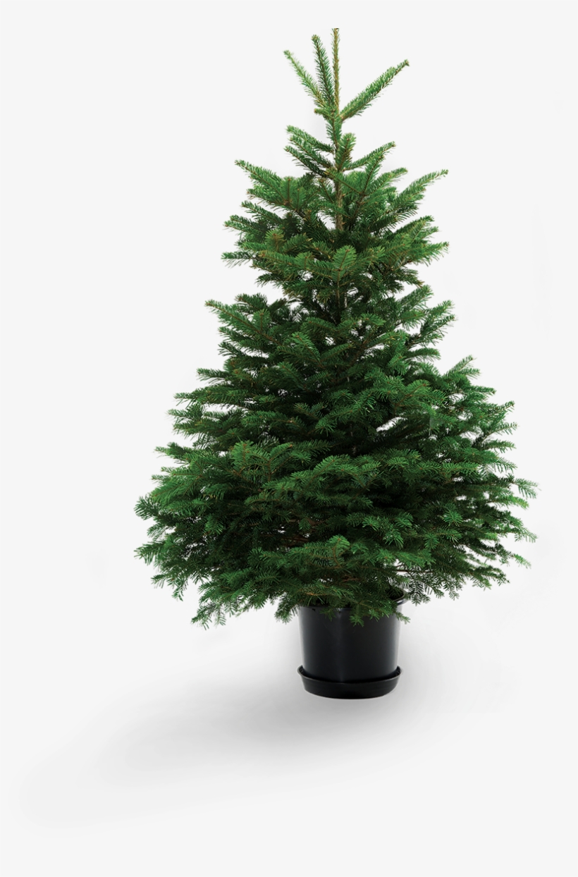 Living Christmas Tree, transparent png #2872662