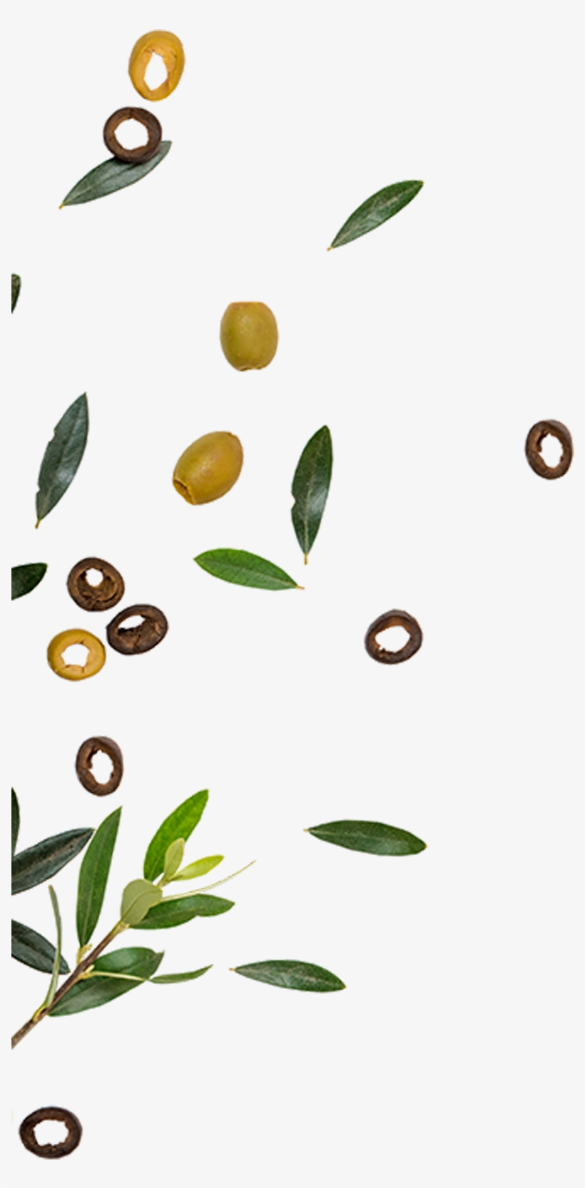 Golden Olive Is One Of The Leading Companies In The - Golden Olive, transparent png #2872760