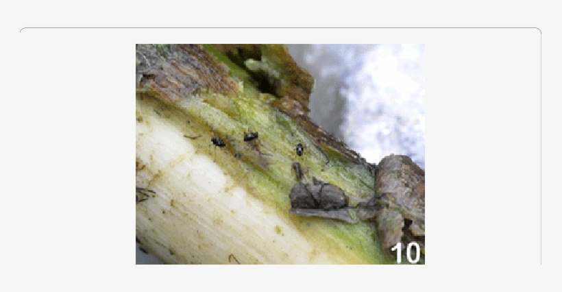 A Piece Of Wood Taken Off From A Run Section Of A River - Ancyronyx Schillhammeri, transparent png #2873739