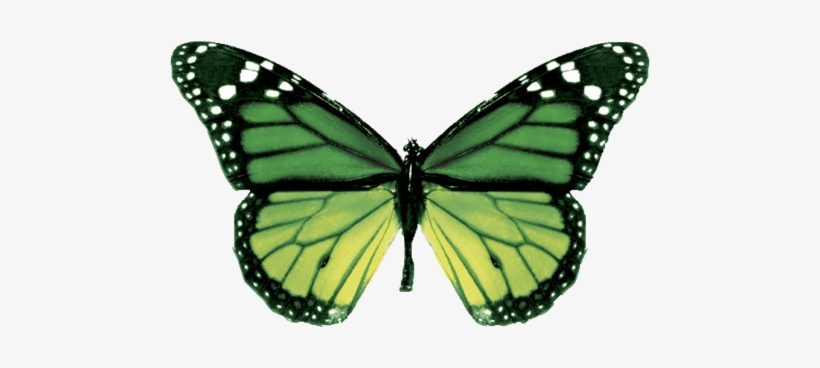 Butterfly Image - Butterfly Green And Pink, transparent png #2873897