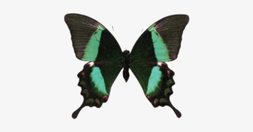 Butterfly House At Put In Bay - Emerald Swallowtail, transparent png #2874032