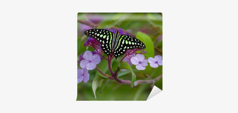 Paper Craft 2017 Butterfly Monthly Organizer Scheduler, transparent png #2874229