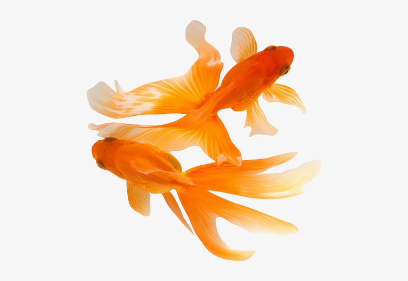Beautiful - Golden Fish Images Hd, transparent png #2874295