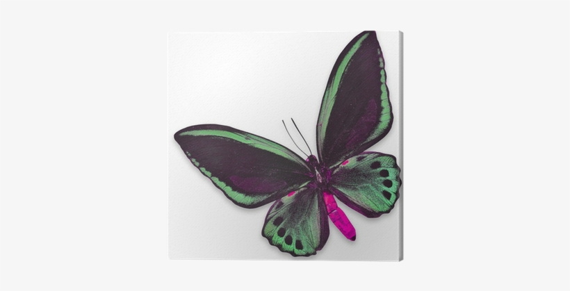 Beautiful Black And Green Butterfly Canvas Print • - Ornithoptera Priamus, transparent png #2874514