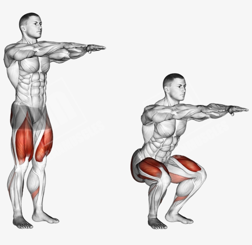 Bodyweight Squat - Body Weight Squat Anatomy, transparent png #2874578