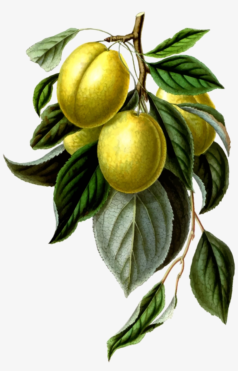 This Free Icons Png Design Of Golden Esperen Plum, transparent png #2875835