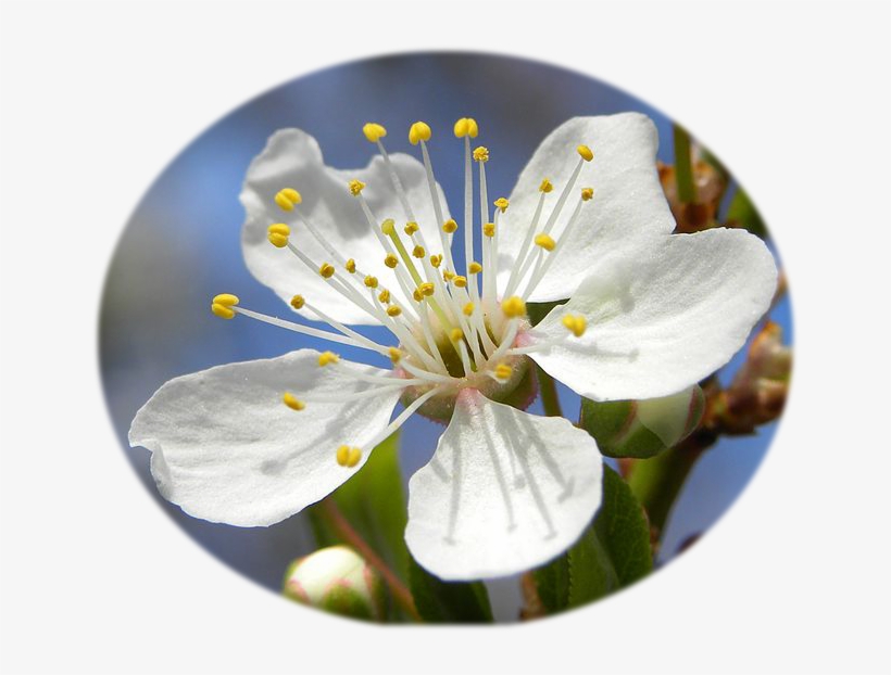 Blossom Of Mirabelle Plum - Dictionary Of The First Or Oldest Words In The English, transparent png #2876157