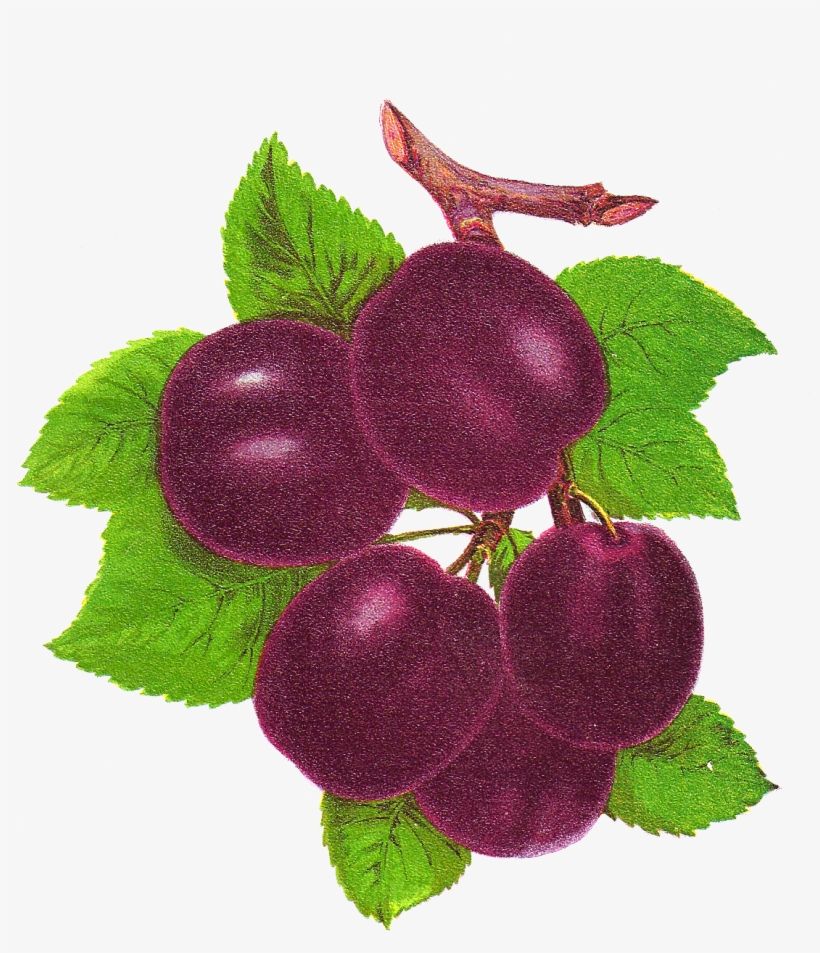 Free Fruit Clip Art - Clip Art, transparent png #2876289