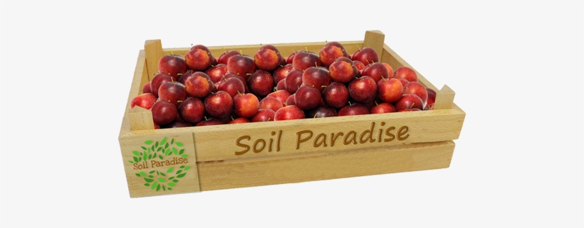 Plum, transparent png #2876437