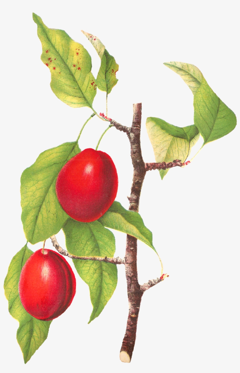 Plum Clipart Fruit - Plum, transparent png #2876492