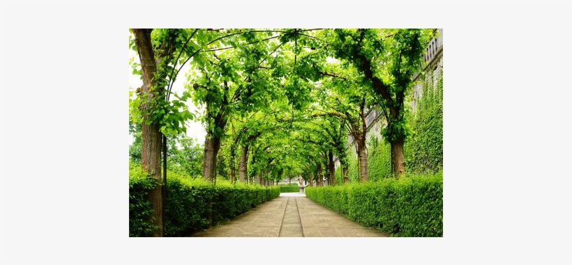 Green Ivy Archway - Grove, transparent png #2877009