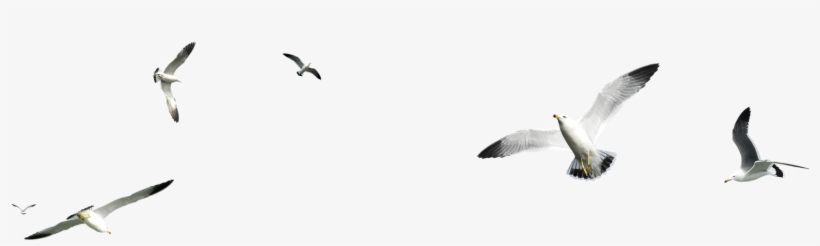 Quizás También Le Interese - Pajaros Png Para Photoshop, transparent png #2877084