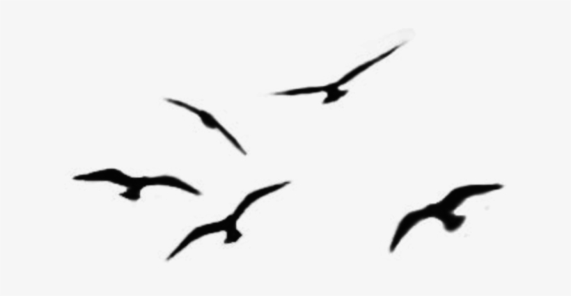 Brushes Bird Flying - Portland Head Light, transparent png #2877089