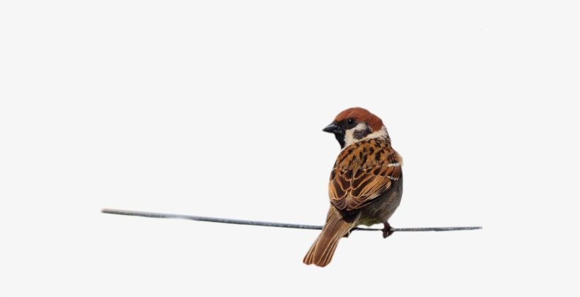 Pajaros Gifs Imagenes - Wünsche Für Eine Gute Woche, transparent png #2877192