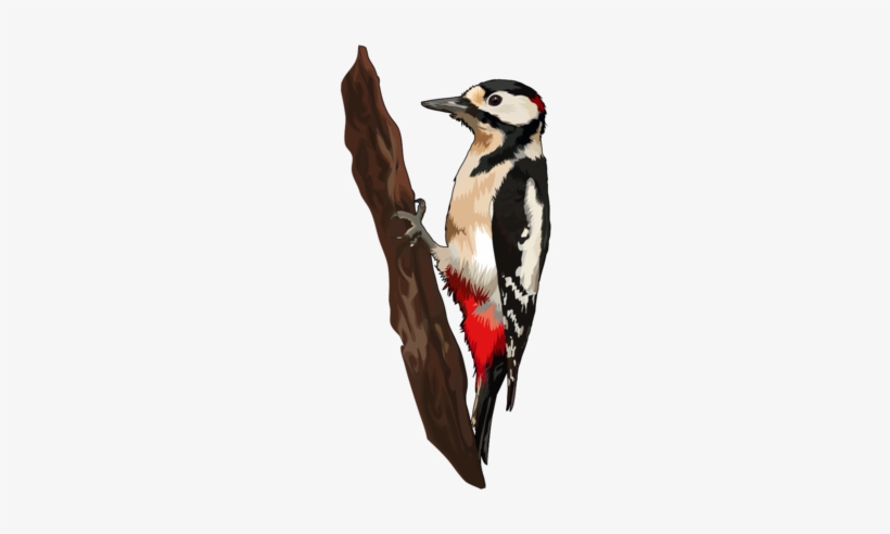 Pico Picapinos - Pajaro Carpintero Png, transparent png #2877261