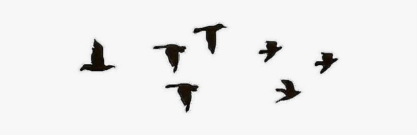 Pajaros Aves Tatuaje Hipster Negro - Imagenes Png En Movimiento, transparent png #2877387