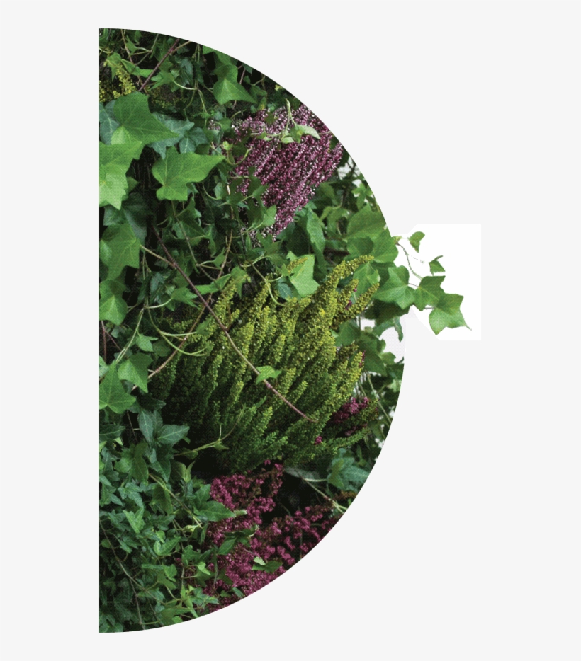 Is It Worth It - Leaf Vegetable, transparent png #2877394