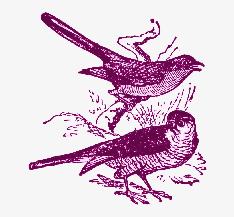 Imagenes De Aves, Pájaros, Gallos, Patos Y Aguilas - Illustration, transparent png #2877395