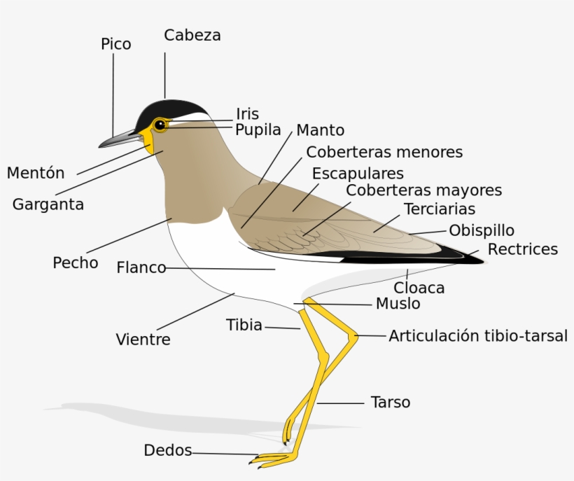 Anatomy Of A Bird, transparent png #2877418