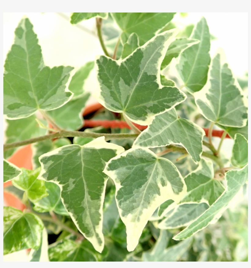 Common Ivy, transparent png #2877420