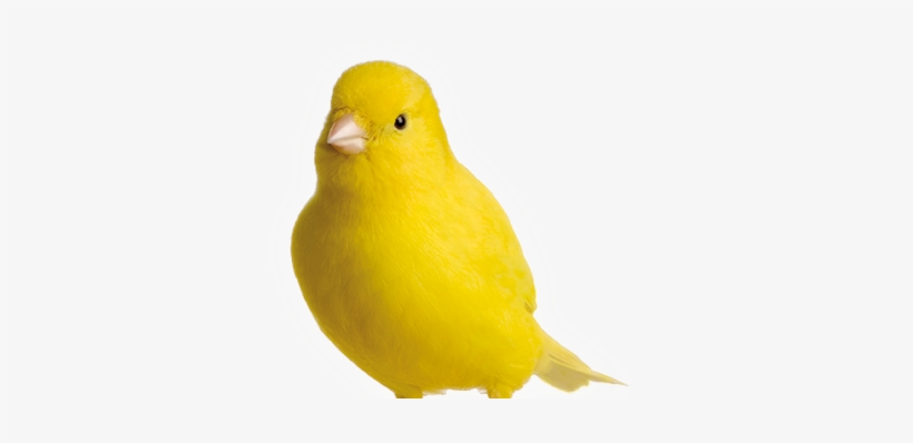 Imagenes De Una Aves, transparent png #2877632