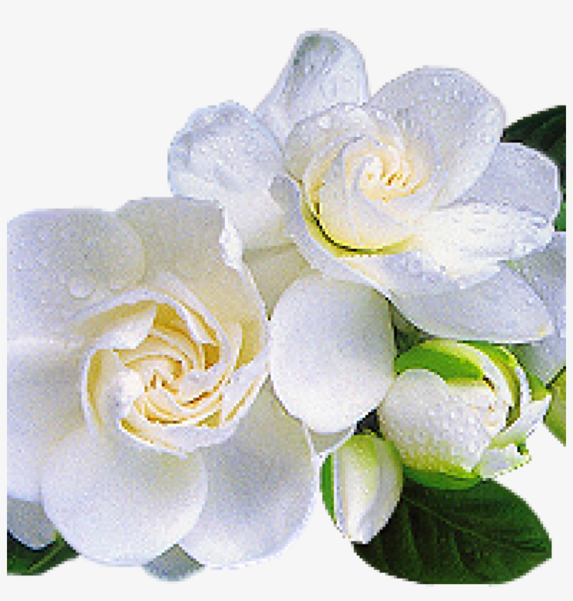 Related Wallpapers - Gardenya Sabun Ve Kokulu Taş Esansı, transparent png #2877800