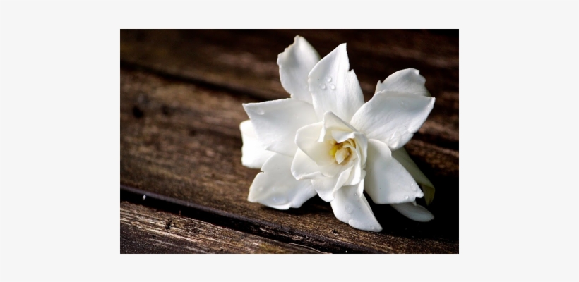 Gardenia - Frangipani, transparent png #2877941