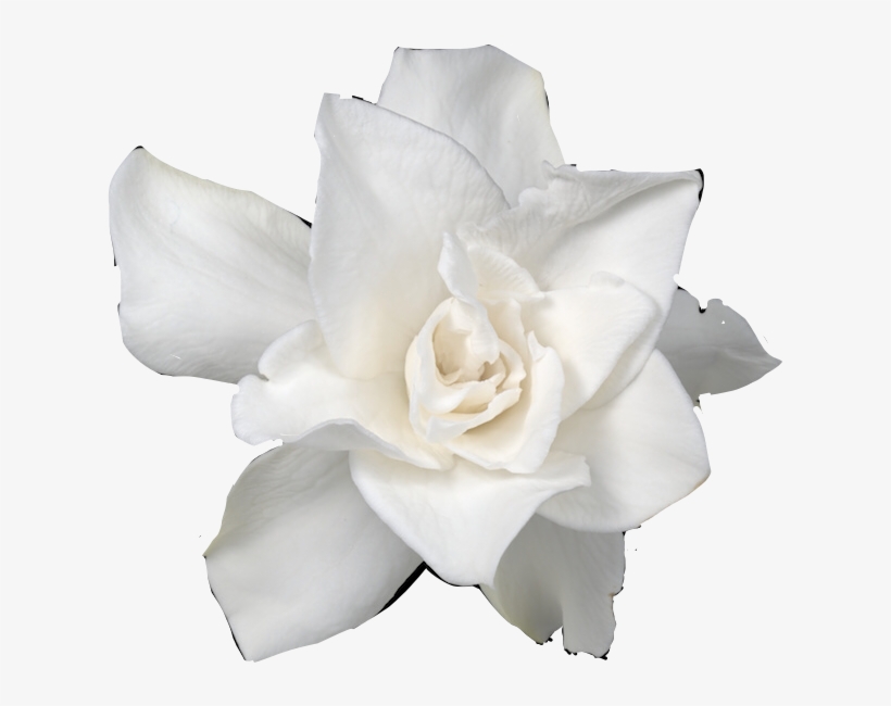 Ftstickers Flower Gardenia Freetoedit - Gardenia, transparent png #2878035