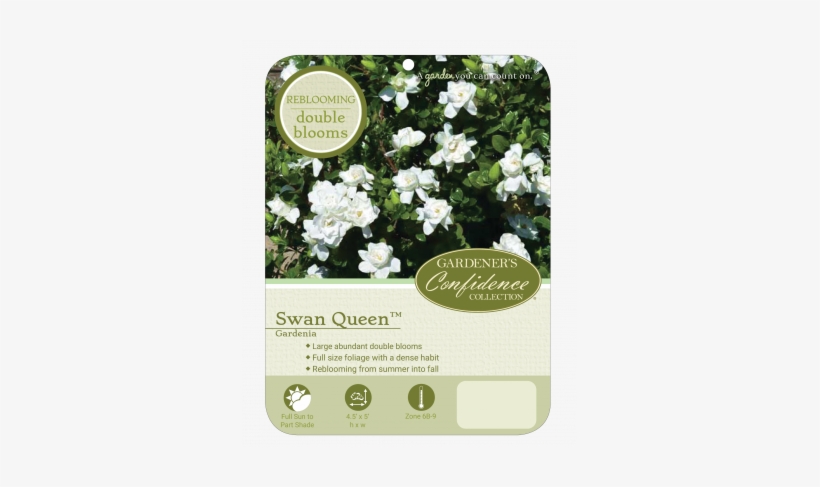 Plant Profile - Gardenia, transparent png #2878088