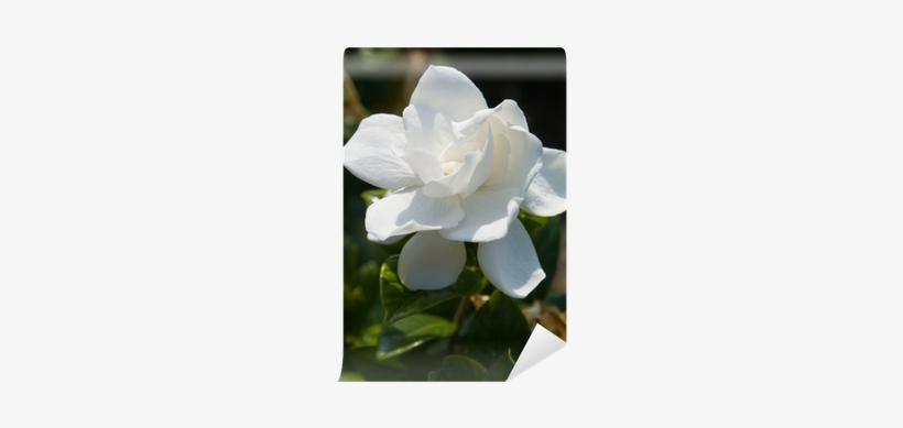 Fragrance Oil, transparent png #2878258