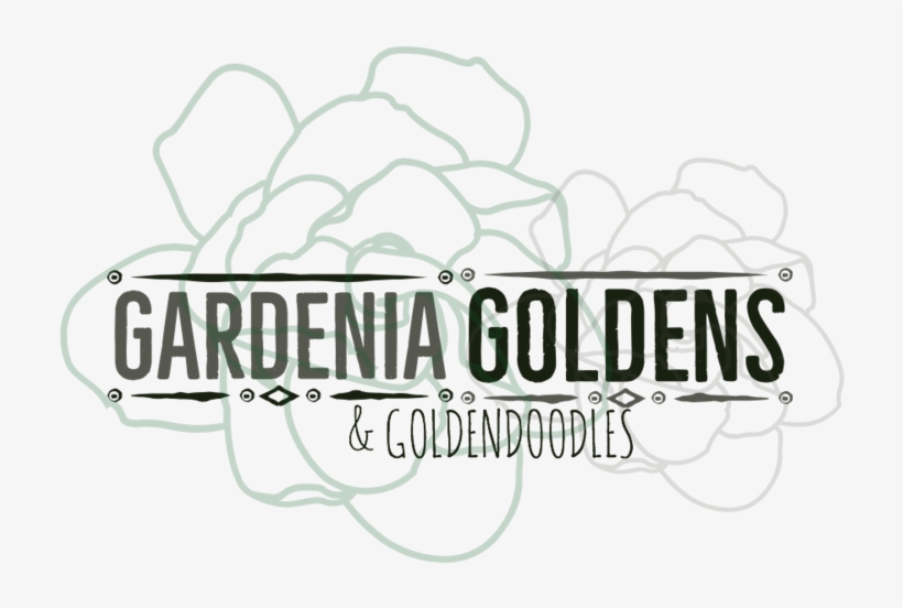 Gardenia Goldens-3 - Portable Network Graphics, transparent png #2878288