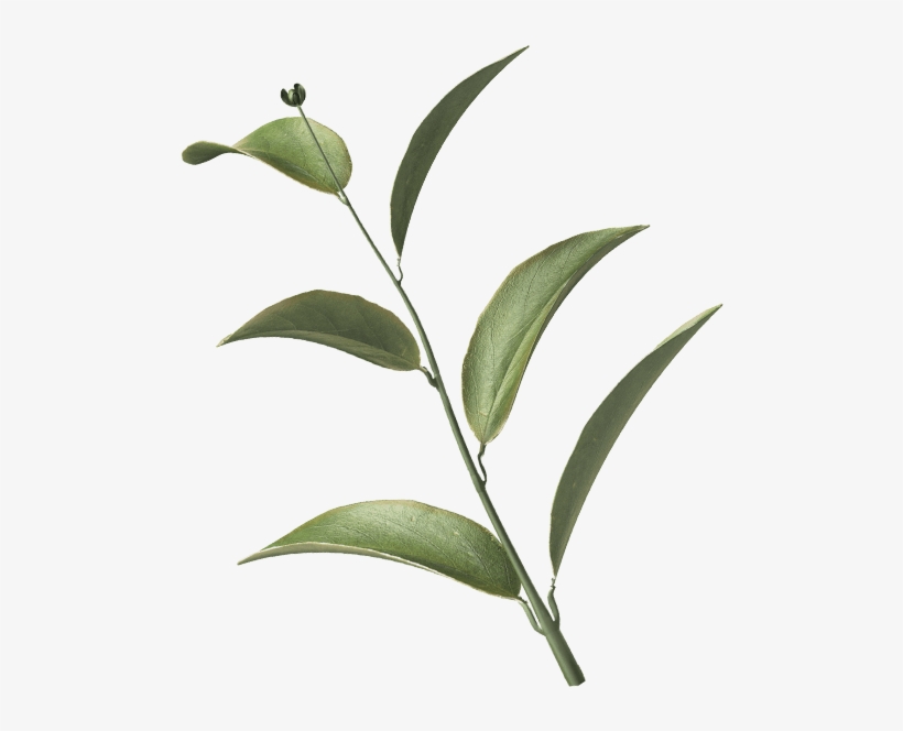 Login - Portable Network Graphics, transparent png #2878379