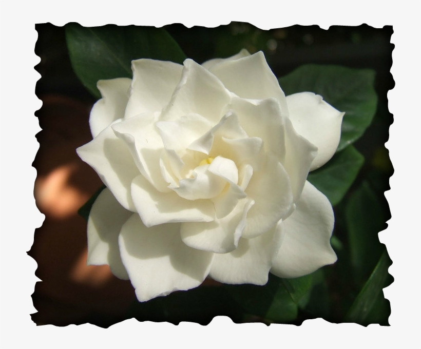Gardenia - Gardenia Flower, transparent png #2878407
