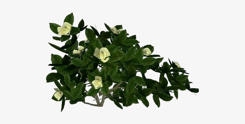 3d Flowers - Gardenia - Flowerpot, transparent png #2878563