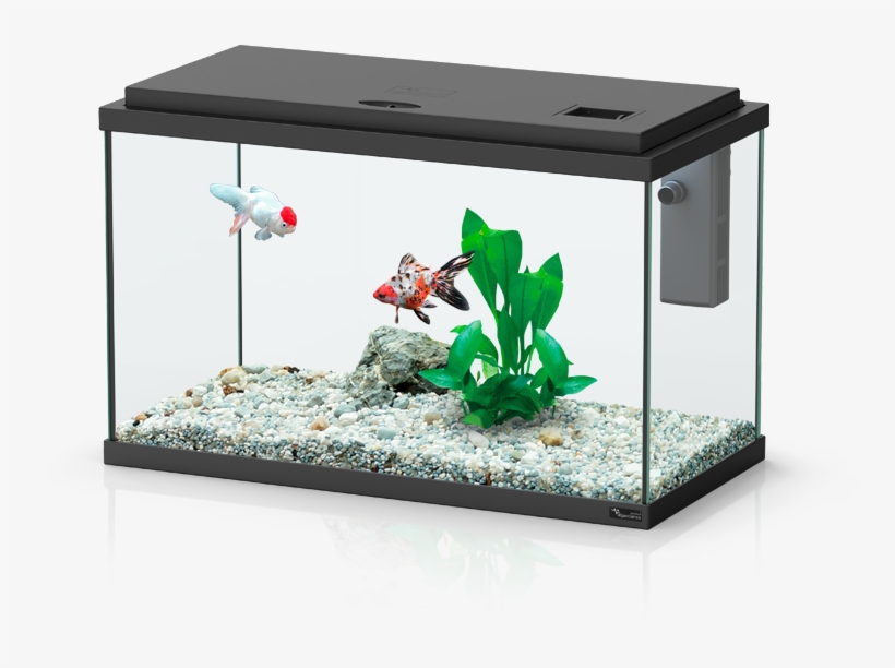 Funny Fish - Aquatlantis - Aquarium 243 L Fusion 101x40 Led Noir, transparent png #2878802