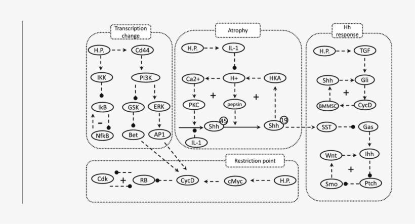Nodes Represent The Model Components, Arrows Indicate - Diagram, transparent png #2879380