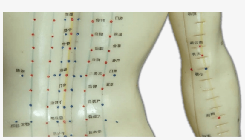 Los Puntos De Acupuntura - Muñeco De Acupuntura Png, transparent png #2880709