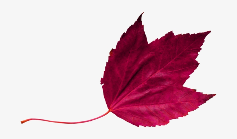 Red Leaf 2 - Maroon Leaf Png, transparent png #2881800