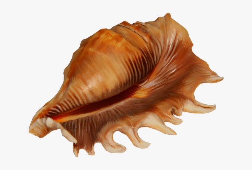 Conch Transparent Png Image - Ракушка Клипарт На Прозрачном Фоне, transparent png #2881849