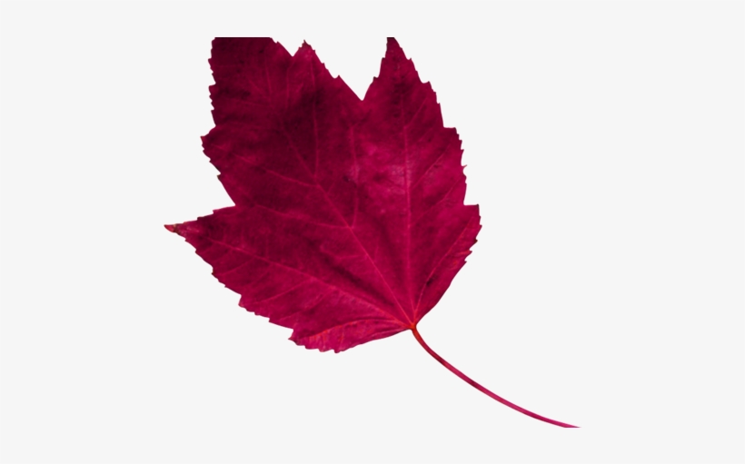 Red Leaf 1 - Maple, transparent png #2881851