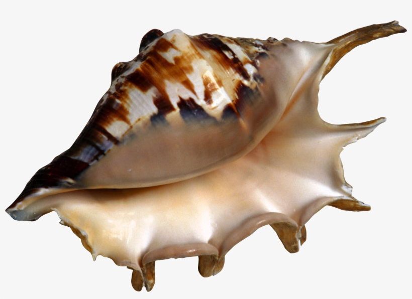 Beach Clipart, transparent png #2881873