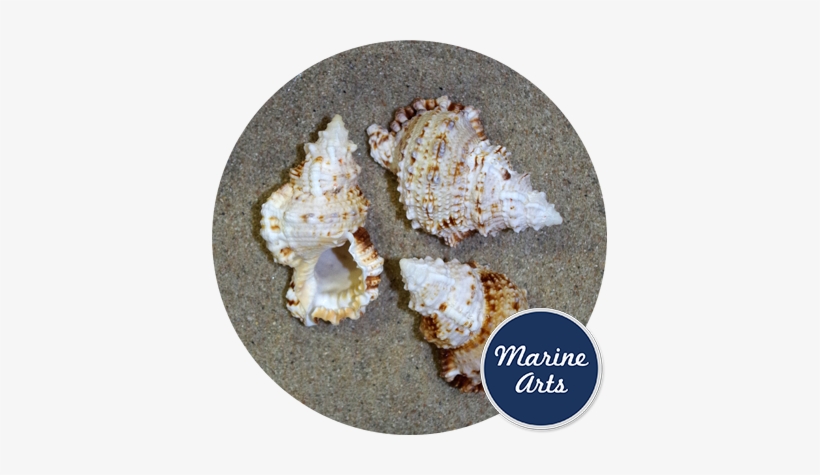 Conch Curly Large 7-9cm - Conch, transparent png #2881948