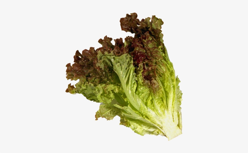 Red Leaf Liner Two Dozen - Red Leaf Lettuce Tender Fresh Produce Fruit Vegetables, transparent png #2881968