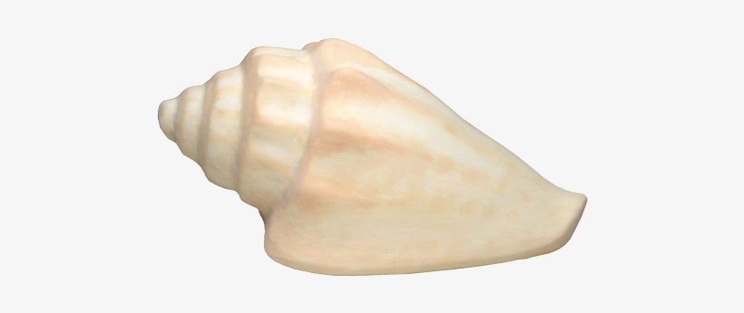 Conch Shell Biodegradable Urn - Urn, transparent png #2882055