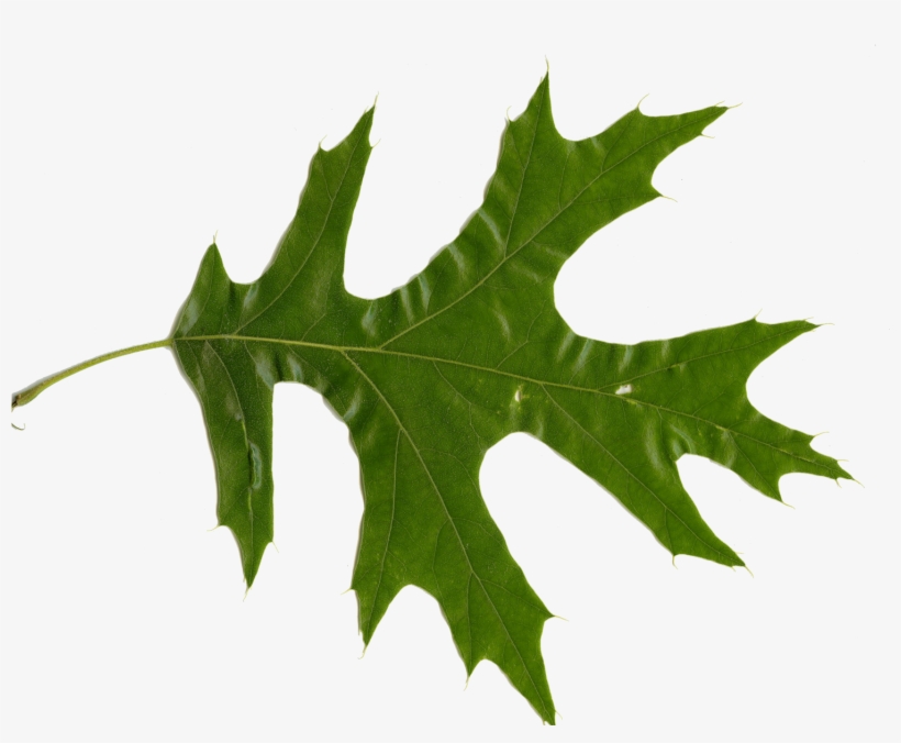 Quercus Rubra - Red Oak Leaf, transparent png #2882119