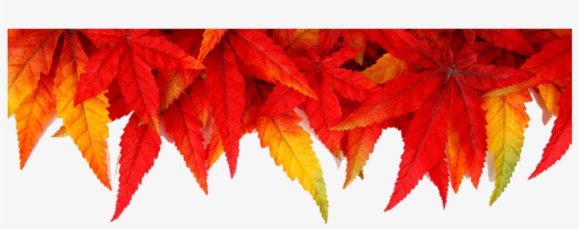 Brown Leaves With Transparent Background Free Download - Background Abstrak Red Hd, transparent png #2882162