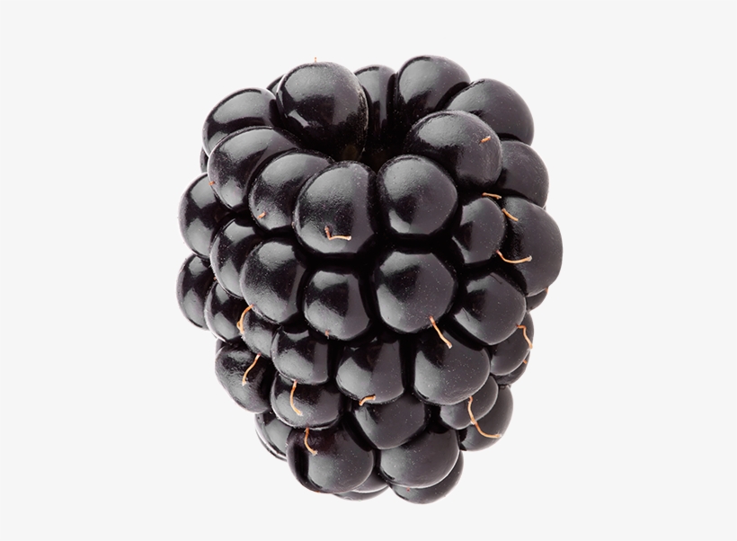 Blackberry, The Black Jewel - Organic Shop Body Scrub Wild Blackberries 200ml, transparent png #2883332