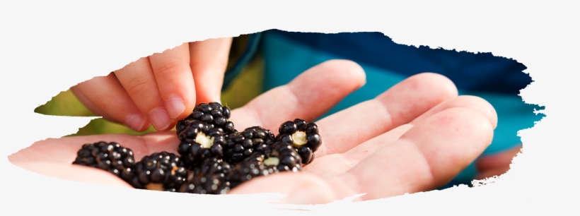 Both Are A Dark Purple/black Color, But Blackberries - Blackberry, transparent png #2883525
