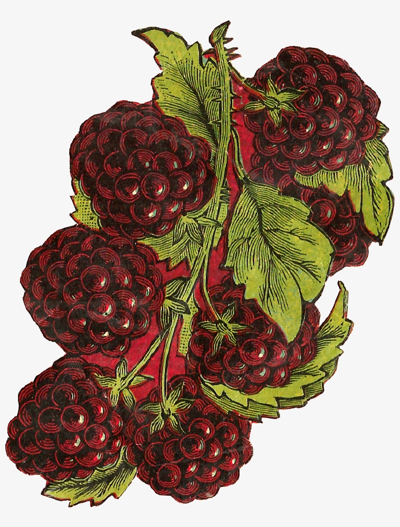 One Blackberry Fruit Png Download - Fruit, transparent png #2883654